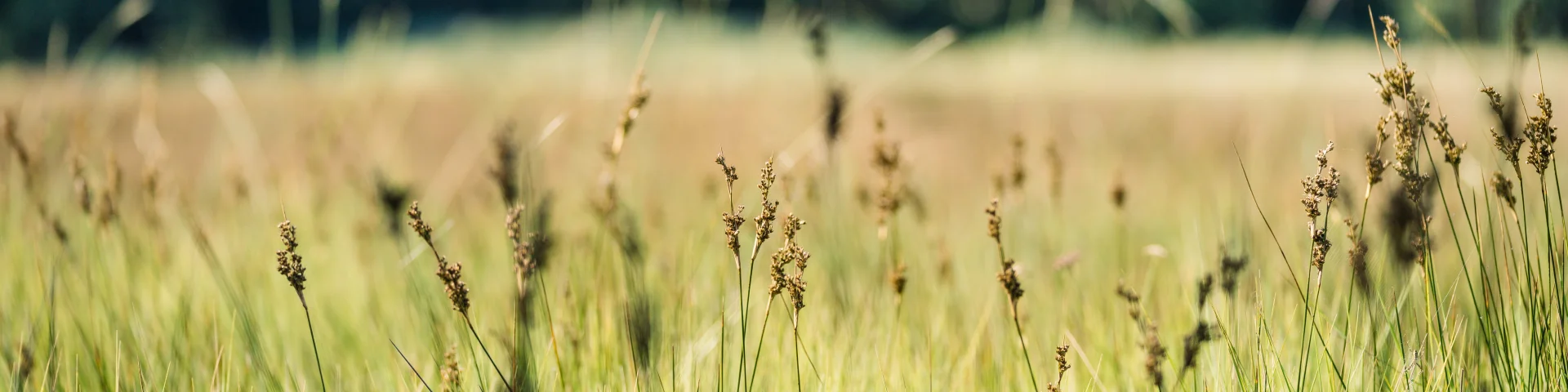 Vegetation of the Anse du Petit Moulin marshes