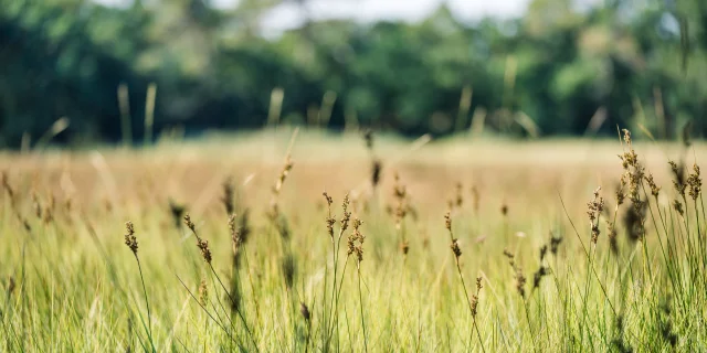 Végétation du marais de l'Anse du Petit Moulin