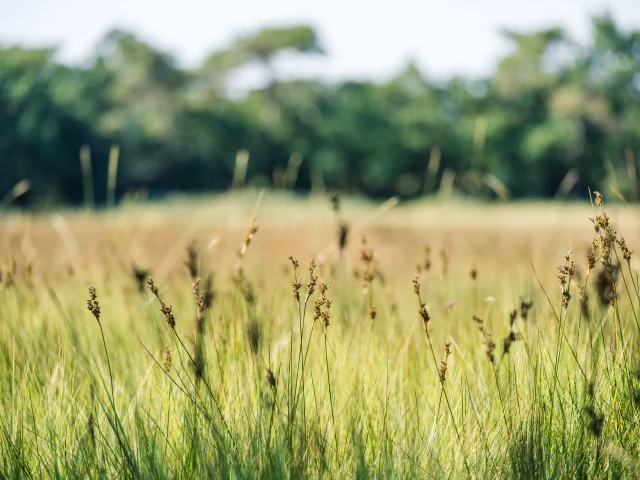 Vegetation im Sumpfgebiet Anse du Petit Moulin