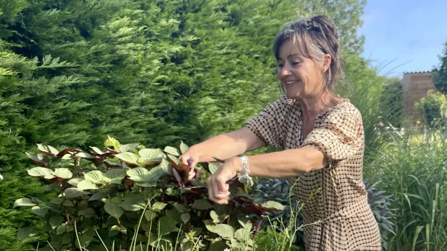 Picking herbs before serving Au 46