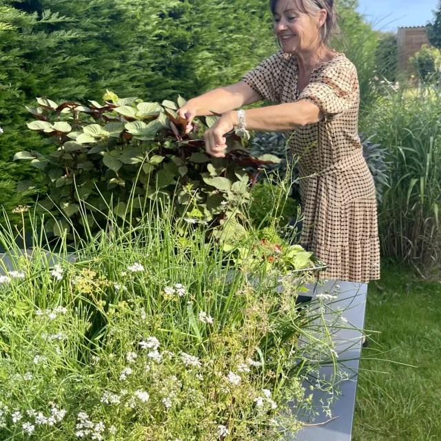 Picking herbs before serving Au 46