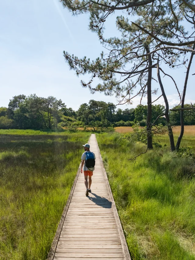 Stroller in the Anse du Petit Moulin in the Mer Blanche marshes