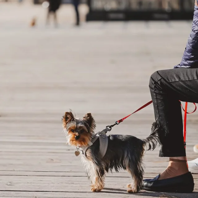 Yorkshire tijdens een wandeling met zijn baasje op de houten Esplanade langs Plage du Trez