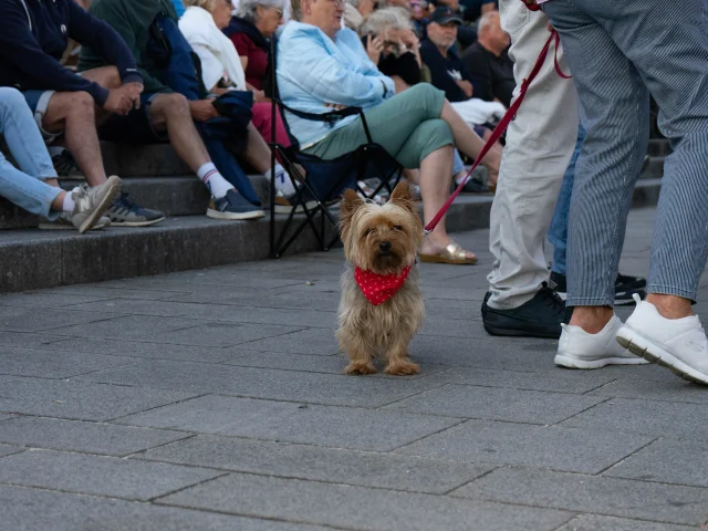 Spectacle C'est beau la vie - Orchestre Thierry Tacinelli