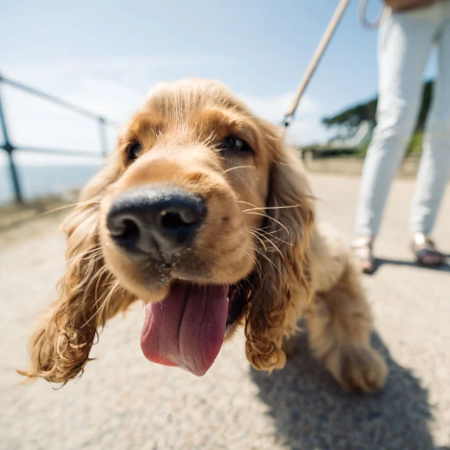 Jonge cocker spaniel aan het wandelen met zijn bazin bij de Pointe de Groasguen in Bénodet