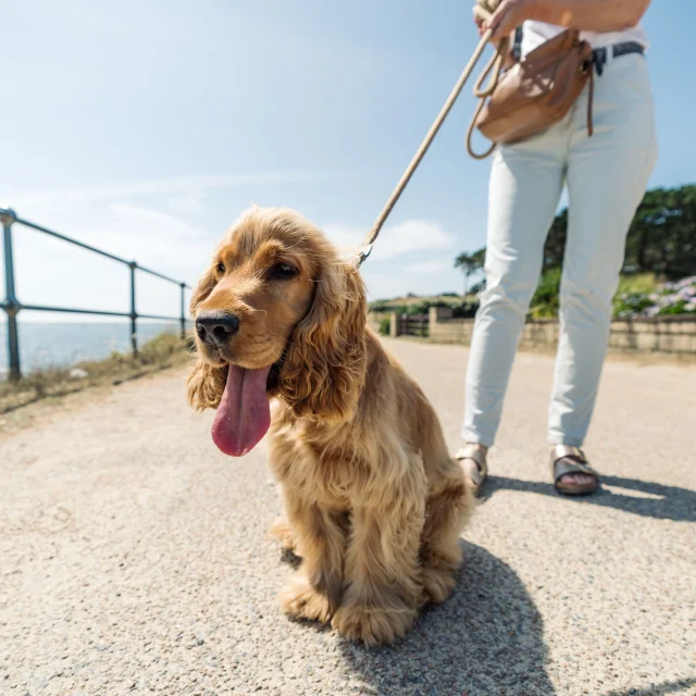 Jonge cocker spaniel aan het wandelen met zijn bazin bij de Pointe de Groasguen in Bénodet