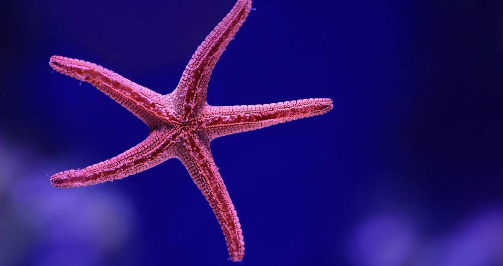 A starfish on a blue background