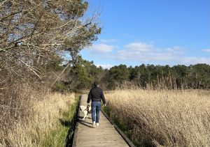 Personne qui promène son chien sur le ponton en bois de l'Anse du Petit Moulin
