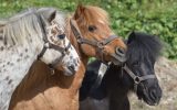 Poney Aven Parc