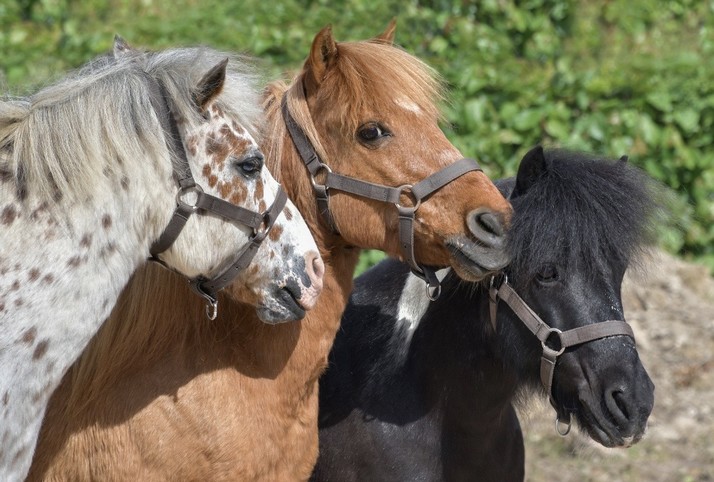 Pony Aven Parc – Aven Parc 2024 – Leisure park – From Concarneau to Pont-Aven