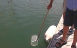 Pêche de plancton dans le port de plaisance avec Cap vers la Nature