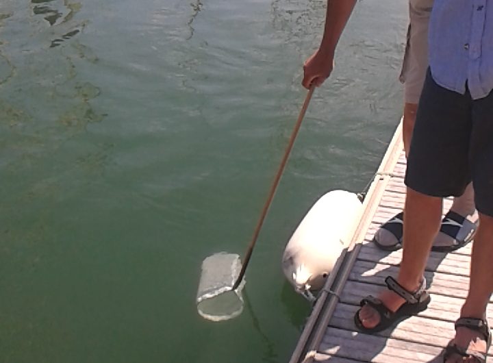 Pêche de plancton dans le port de plaisance avec Cap vers la Nature
