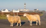 2018_1022_Bretagne_Finistere_Ouessant_PhareDuCreach_MRV08781_MRi