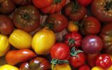 Tomates Cap’Hélix
