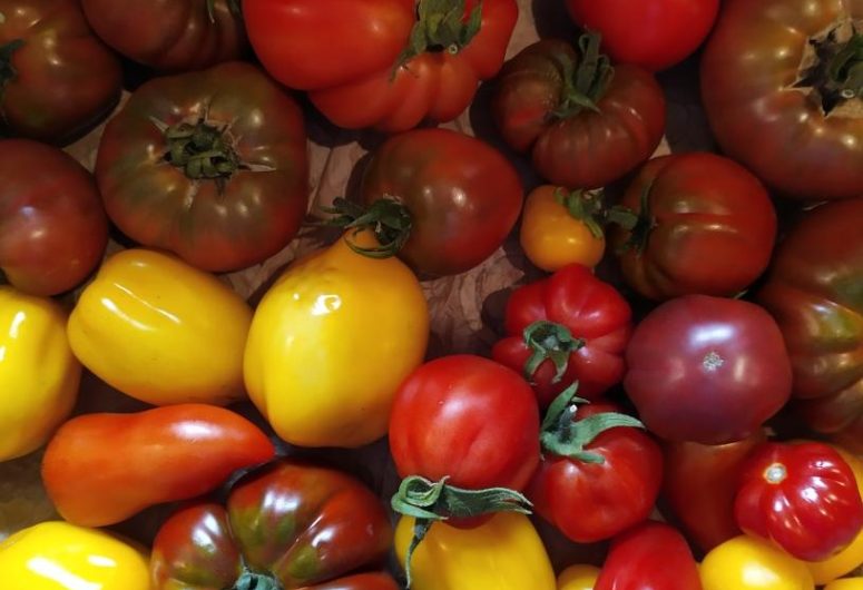Tomates Cap’Hélix