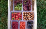 Petits-fruits Cap’Hélix