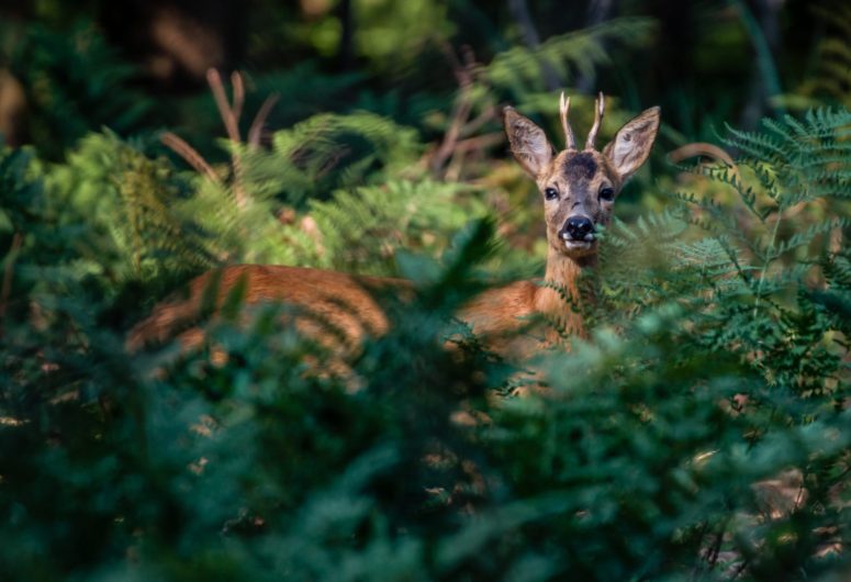 La faune sauvage de Saint-Maurice