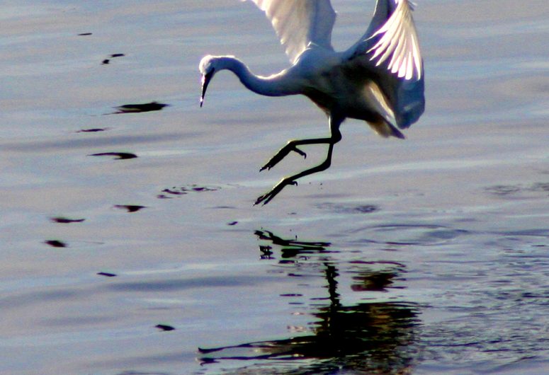 Aigrette vol 4