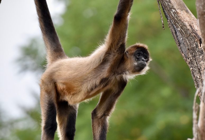 Atèle de Geoffroy_Crédit Kiannarzour fotografie