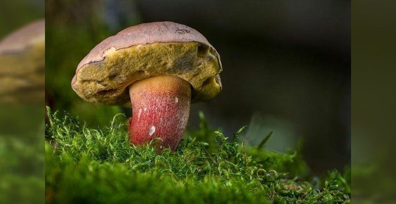 Balade nature au joli monde des champignons