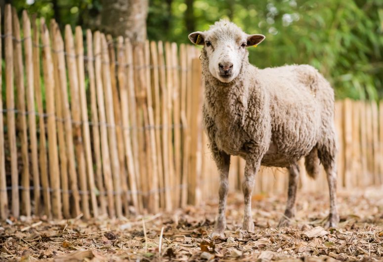 Schapen uit de Landes van Bretagne