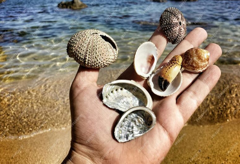 Puces de mer – Penmarch – Pays Bigouden – Bigoudenjoy