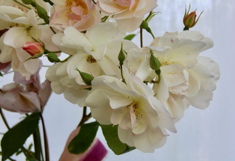 Bouquet