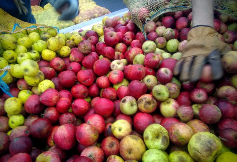 Atelier découverte de la Fabrication du cidre et du jus de pommes