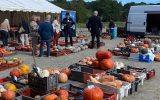 vente de curcubitacés