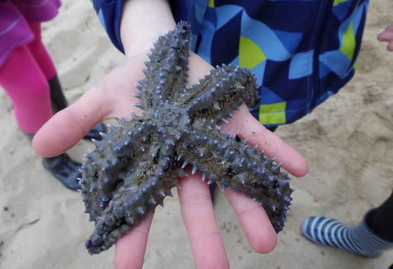 Etoile de mer