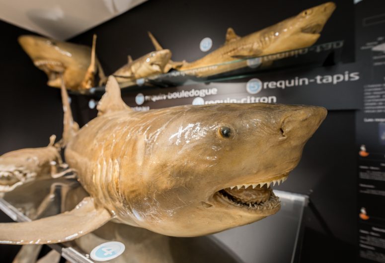 MUSEE DE L’AMIRAL les requins