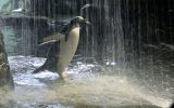 Gentoo penguin waterfall