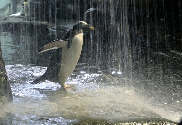 Manchot-papou-cascade-Copyright-Oceanopolis-