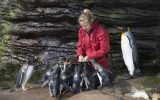 Penguin feeding