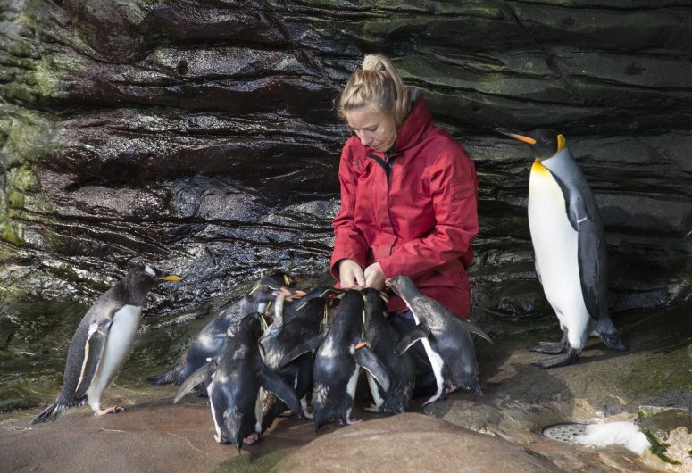 Penguin feeding