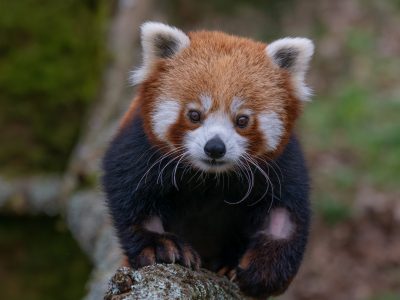 Panda roux_Crédit Julien Dujardin (1)