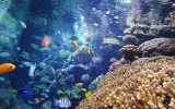 Recif-corallien-Copyright-Oceanopolis-edited