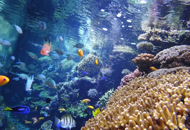 Recif-corallien-Copyright-Oceanopolis-edited