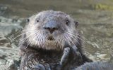 SentierDesLoutres-Loutre-de-mer-portrait-Oceanopolis-Copyright-Oceanopolis-edited