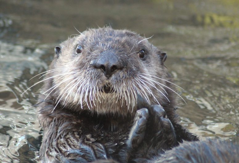 SentierDesLoutres-Loutre-de-mer-portrait-Oceanopolis-Copyright-Oceanopolis-edited