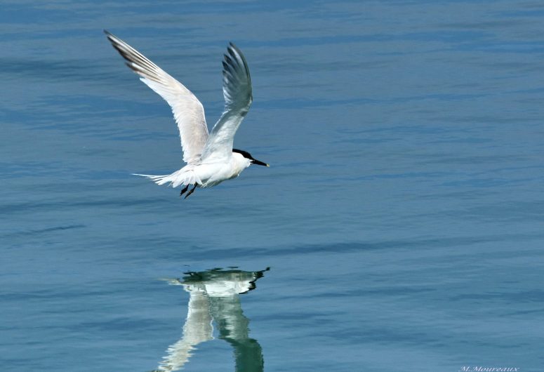 Balade ornithologique – Loctudy – Pays Bigouden – Bigoudenjoy