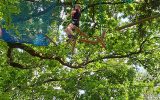 Bonobo Parc Accrobranche à Quimper