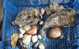 Coquillages