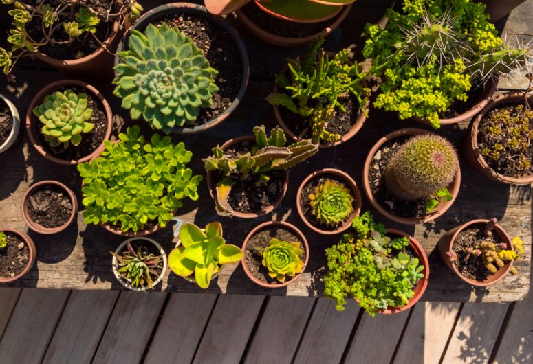 Troc plantes – Pont-l’Abbé – Paysbigouden- Bigoudenjoy