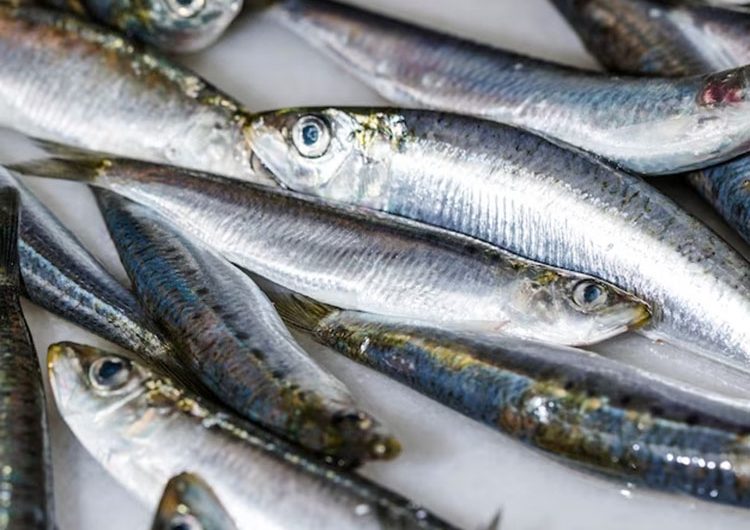 Fête de la sardine – Penmarch – Pays Bigouden – Bigoudenjoy
