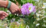 Fleurs