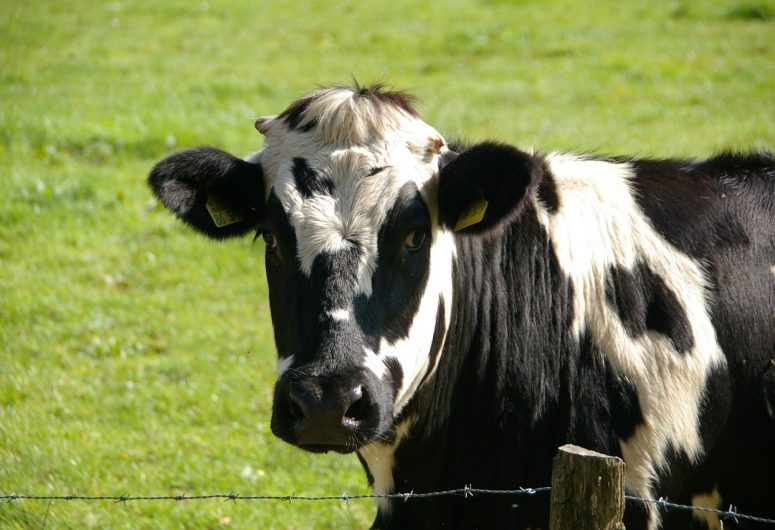 Visite de la ferme de Lanvern – Ploneour-Lanvern – Pays Bigouden