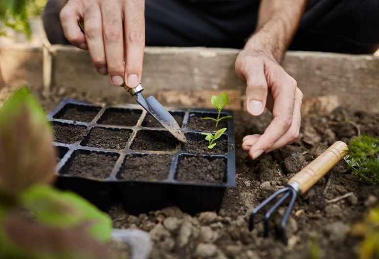 Plantes – Pont-l’Abbé – Pays bigouden – Bigoudenjoy